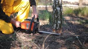 Best Commercial Tree Services  in Warren, OH