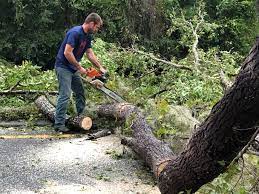 Best Tree Preservation Services  in Warren, OH