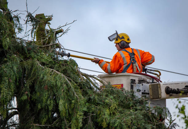 Professional Tree Services in Warren, OH