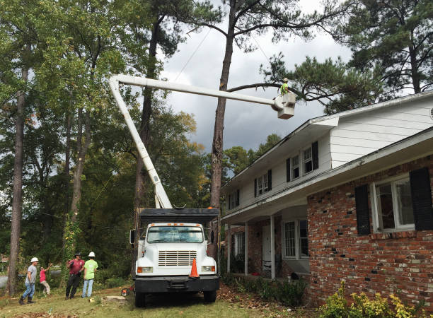 How Our Tree Care Process Works  in  Warren, OH